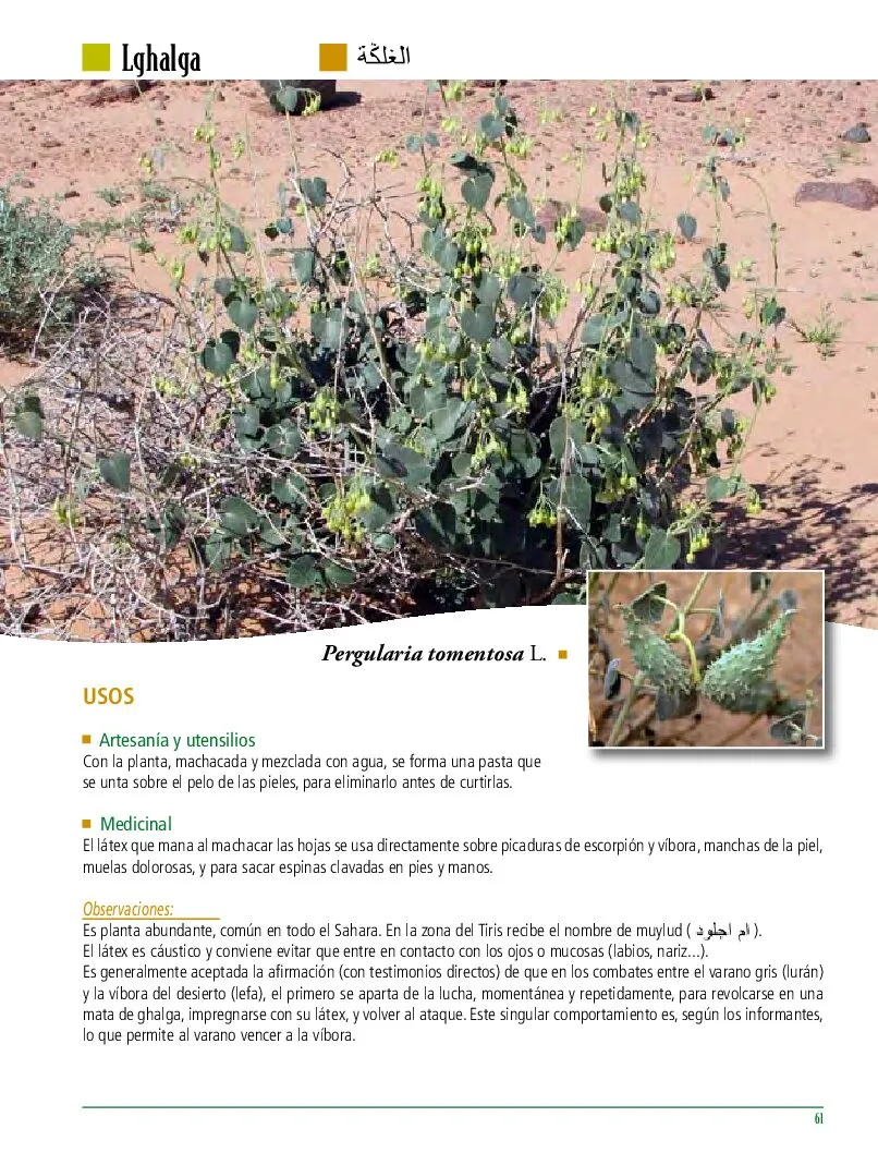 Sahara Occidental. Plantas y Usos - Imagen 7